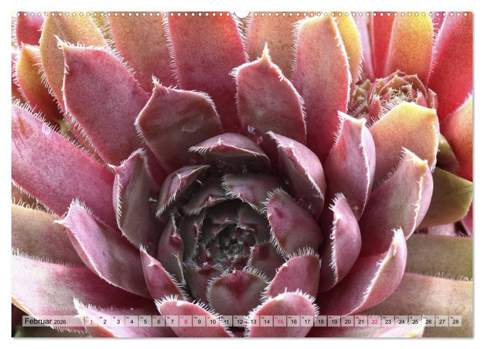 Sempervivum - Hauswurz (CALVENDO Wandkalender 2026)