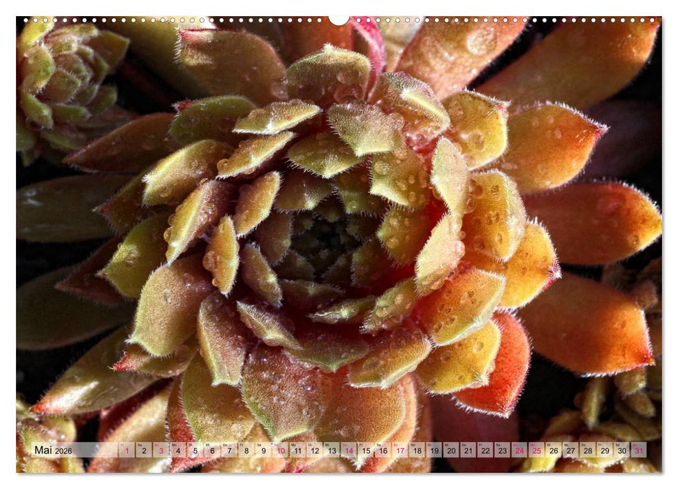 Sempervivum - Hauswurz (CALVENDO Wandkalender 2026)