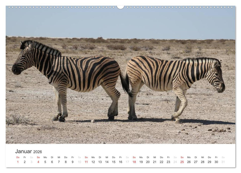 Namibia - Tierische Vielfalt (CALVENDO Premium Wandkalender 2026)