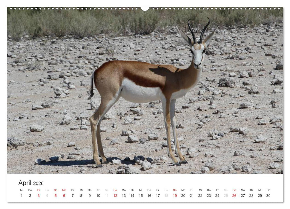 Namibia - Tierische Vielfalt (CALVENDO Premium Wandkalender 2026)