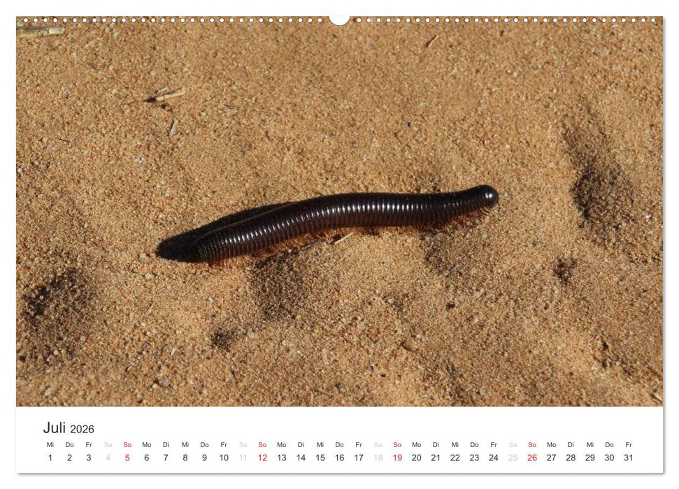 Namibia - Tierische Vielfalt (CALVENDO Premium Wandkalender 2026)