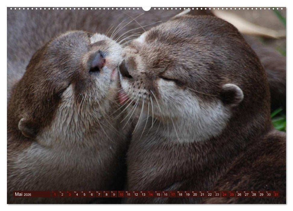 Otter. Frech, laut und clever (CALVENDO Premium Wandkalender 2026)