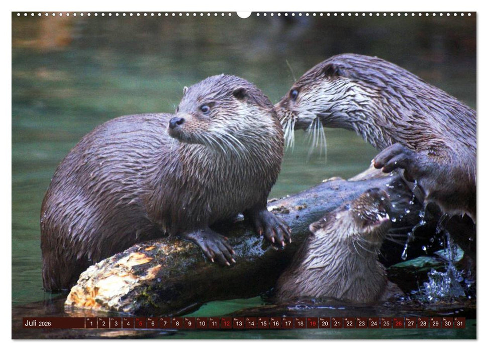 Otter. Frech, laut und clever (CALVENDO Premium Wandkalender 2026)