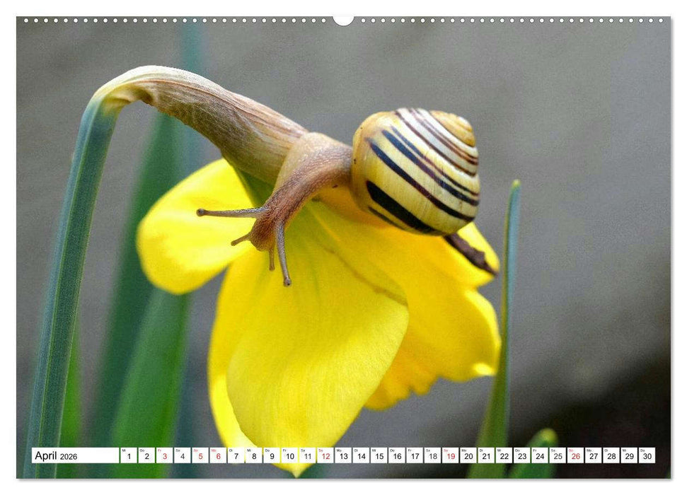 Schnecken. Witzige Schleimer (CALVENDO Premium Wandkalender 2026)