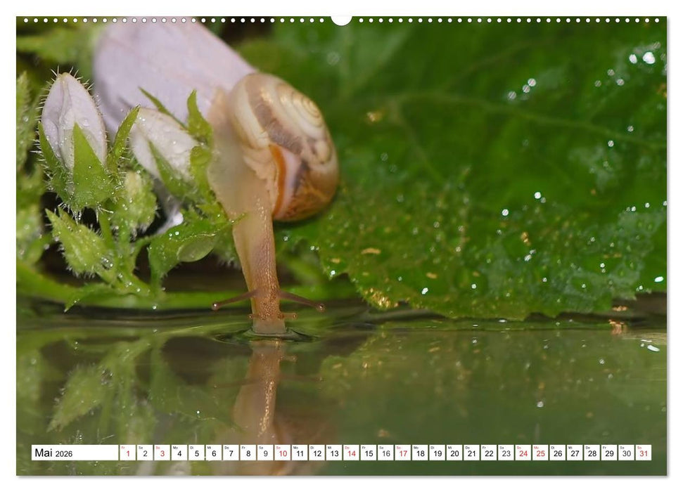 Schnecken. Witzige Schleimer (CALVENDO Premium Wandkalender 2026)