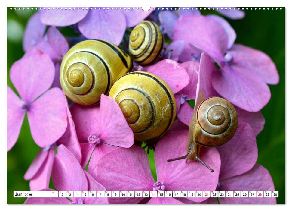 Schnecken. Witzige Schleimer (CALVENDO Premium Wandkalender 2026)