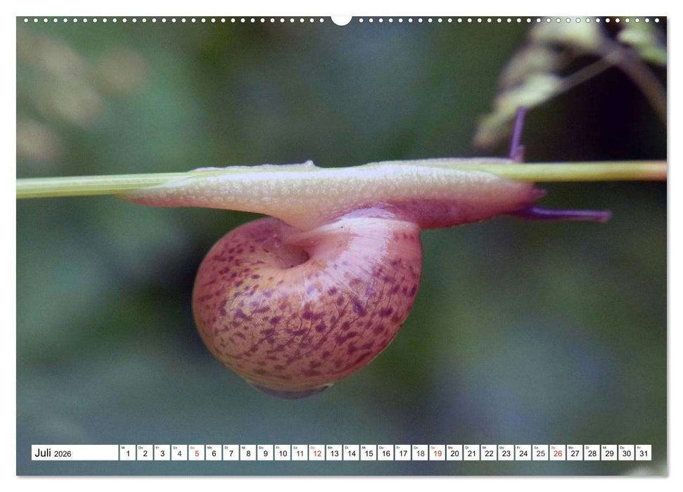 Schnecken. Witzige Schleimer (CALVENDO Premium Wandkalender 2026)