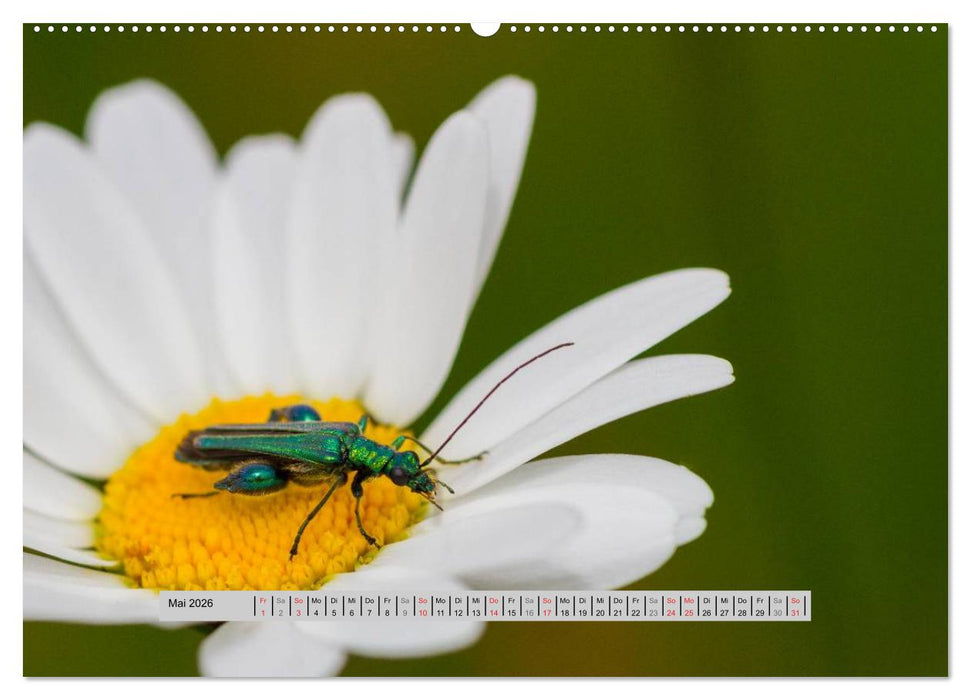 Perlen des Westerwaldes (CALVENDO Premium Wandkalender 2026)