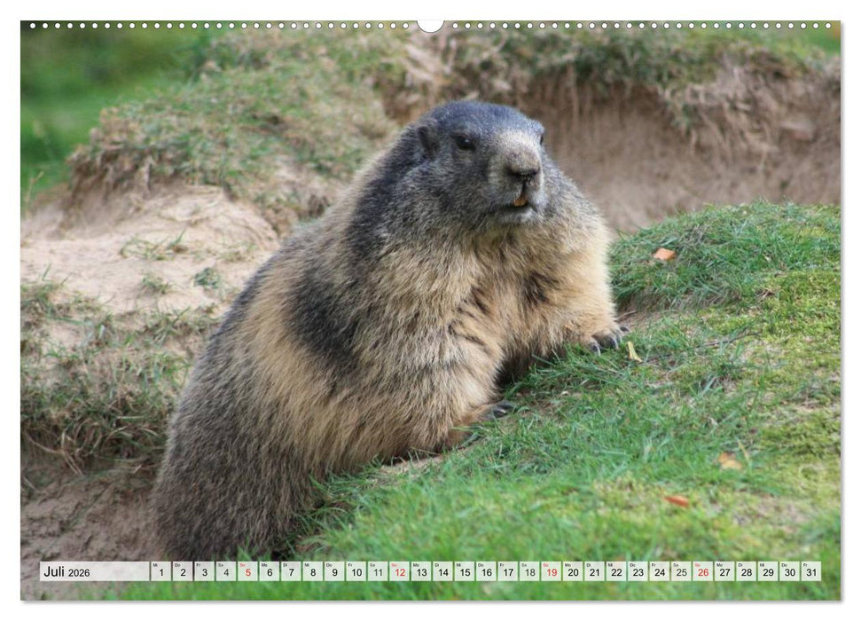 Wildtiere. Heimische Schönheiten (CALVENDO Premium Wandkalender 2026)