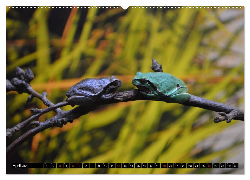 Frösche. Quakend durchs Leben (CALVENDO Premium Wandkalender 2026)