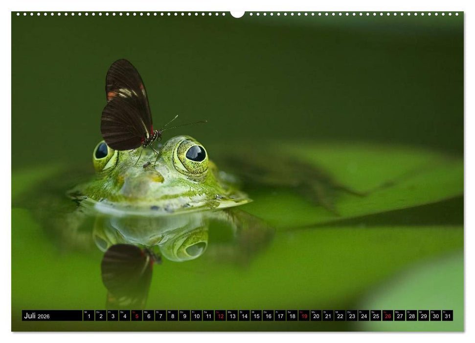 Frösche. Quakend durchs Leben (CALVENDO Premium Wandkalender 2026)