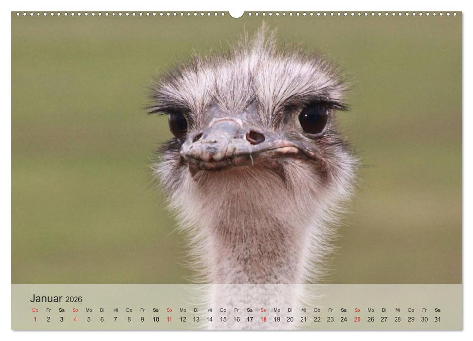 Afrikas schöne Tierwelt (CALVENDO Premium Wandkalender 2026)