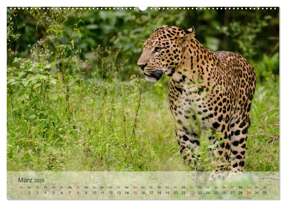Afrikas schöne Tierwelt (CALVENDO Premium Wandkalender 2026)