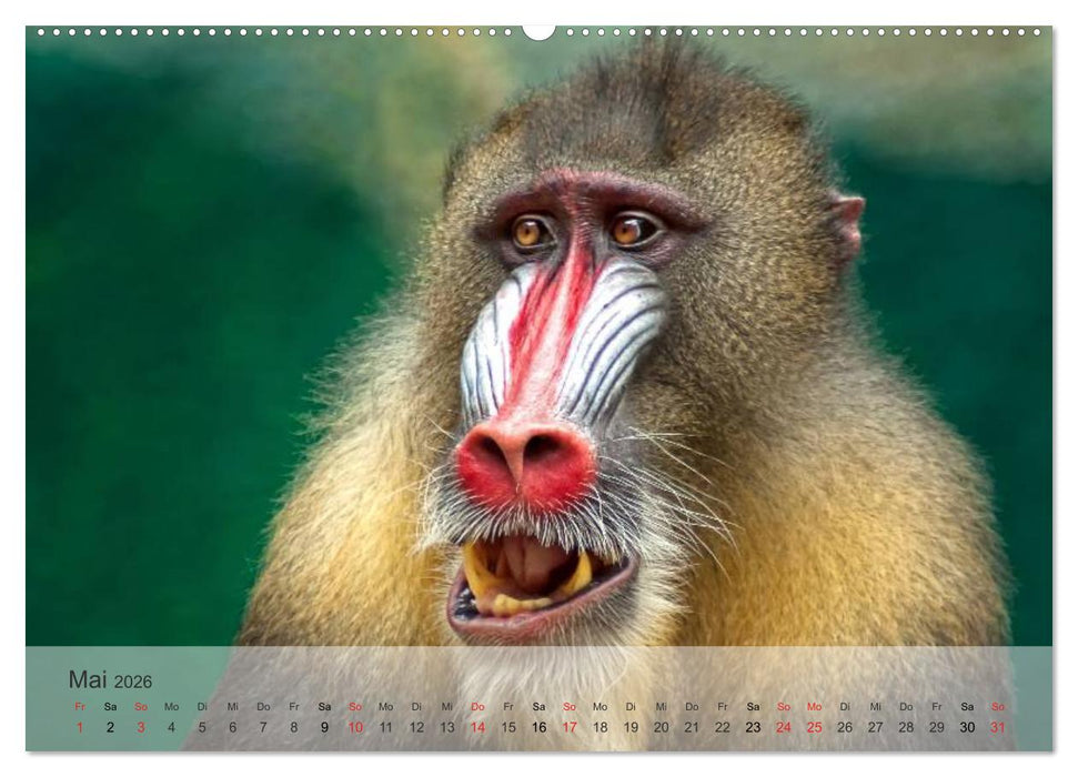 Afrikas schöne Tierwelt (CALVENDO Premium Wandkalender 2026)