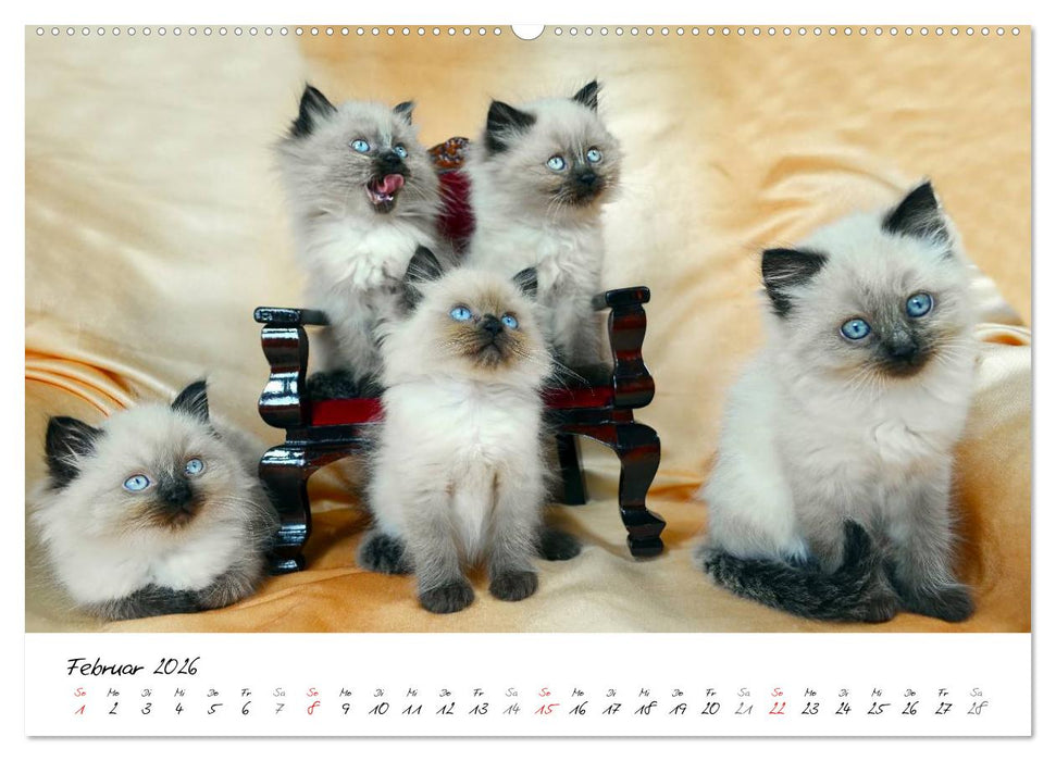 Katzenparade (CALVENDO Premium Wandkalender 2026)