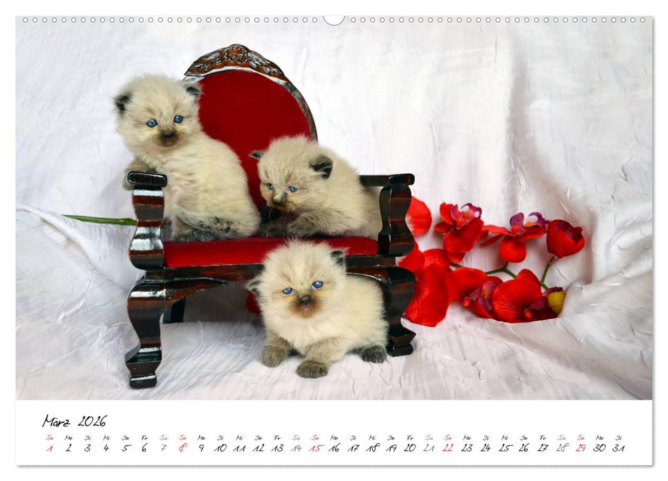 Katzenparade (CALVENDO Premium Wandkalender 2026)