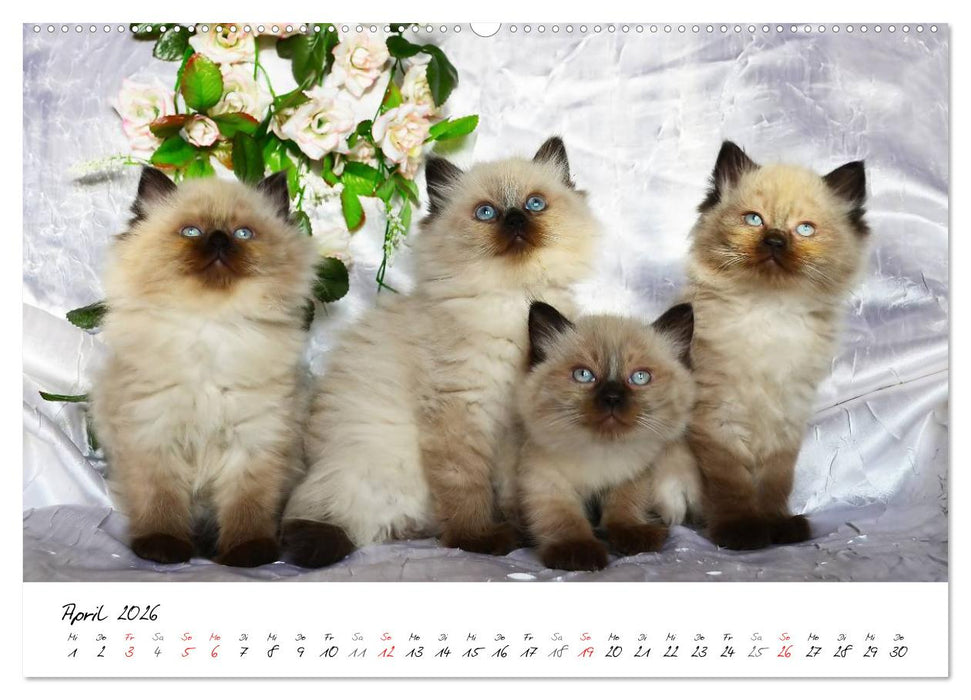 Katzenparade (CALVENDO Premium Wandkalender 2026)