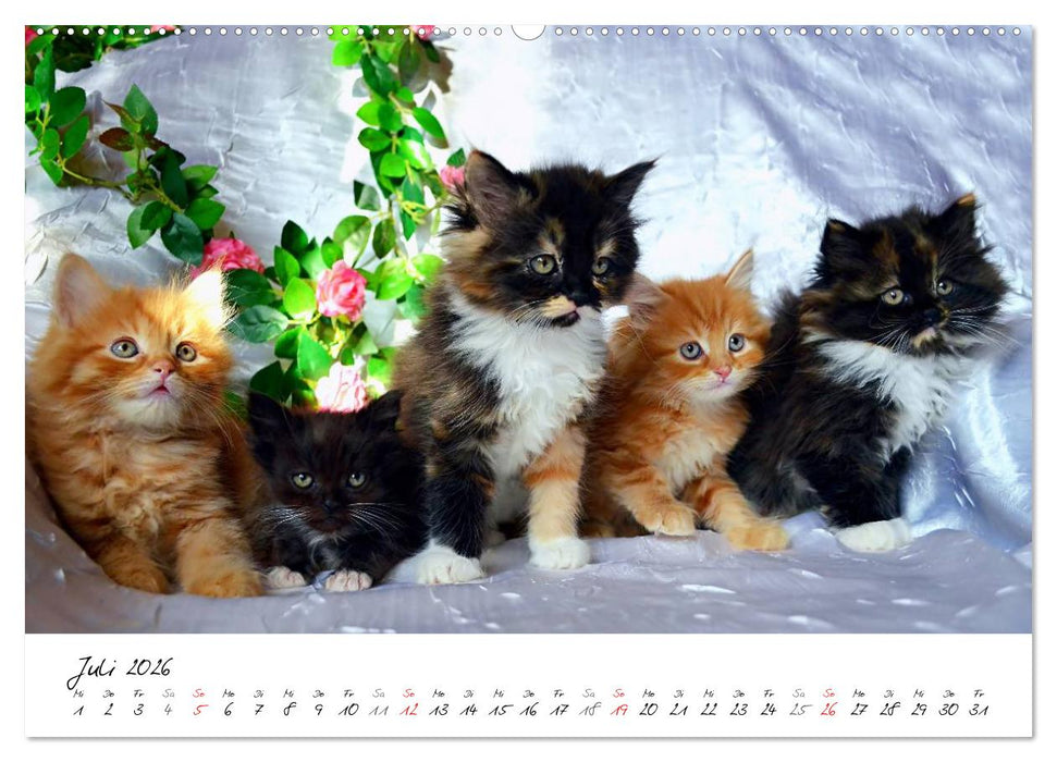 Katzenparade (CALVENDO Premium Wandkalender 2026)