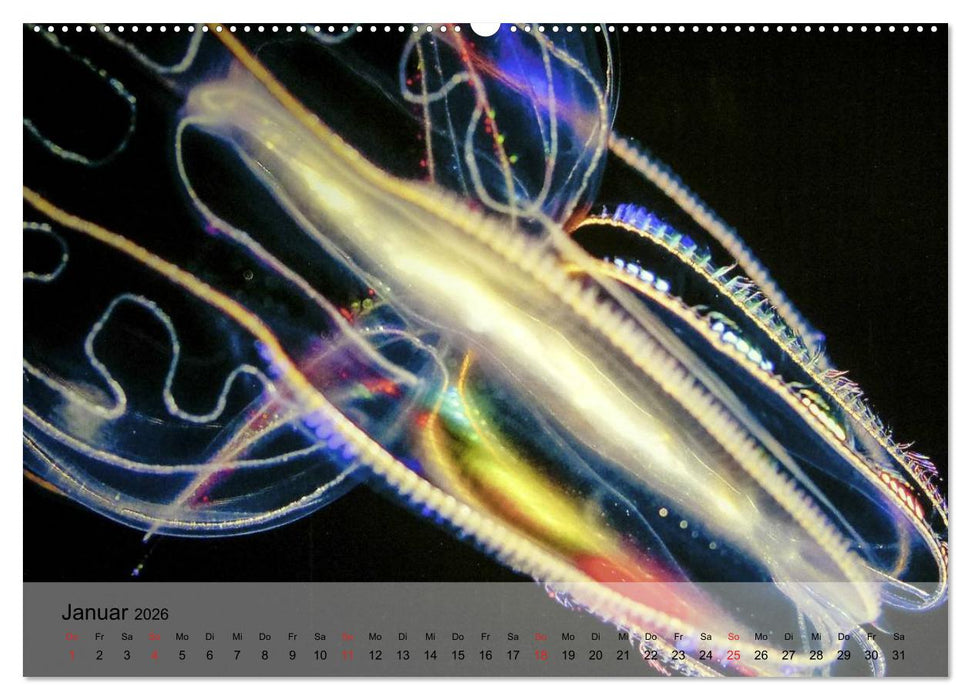 Quallen. Die Welt der Medusen (CALVENDO Wandkalender 2026)