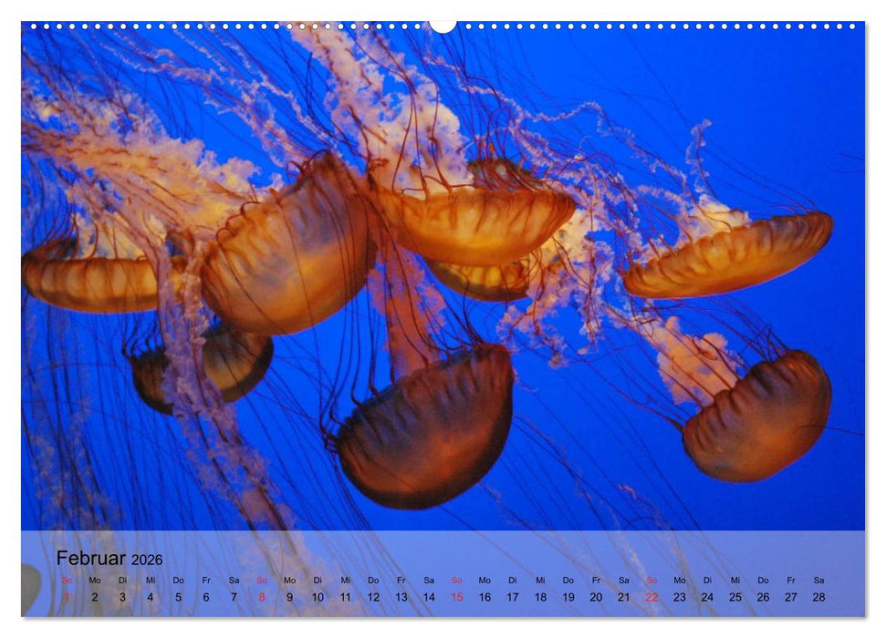 Quallen. Die Welt der Medusen (CALVENDO Wandkalender 2026)