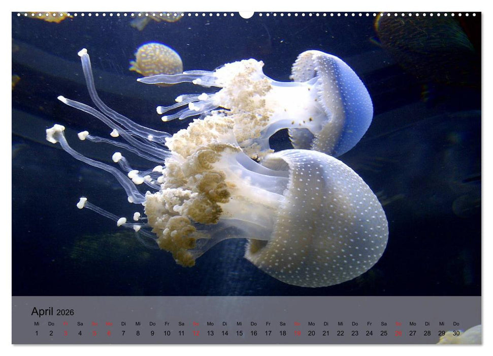 Quallen. Die Welt der Medusen (CALVENDO Wandkalender 2026)