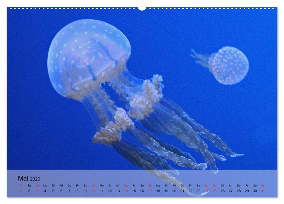 Quallen. Die Welt der Medusen (CALVENDO Wandkalender 2026)