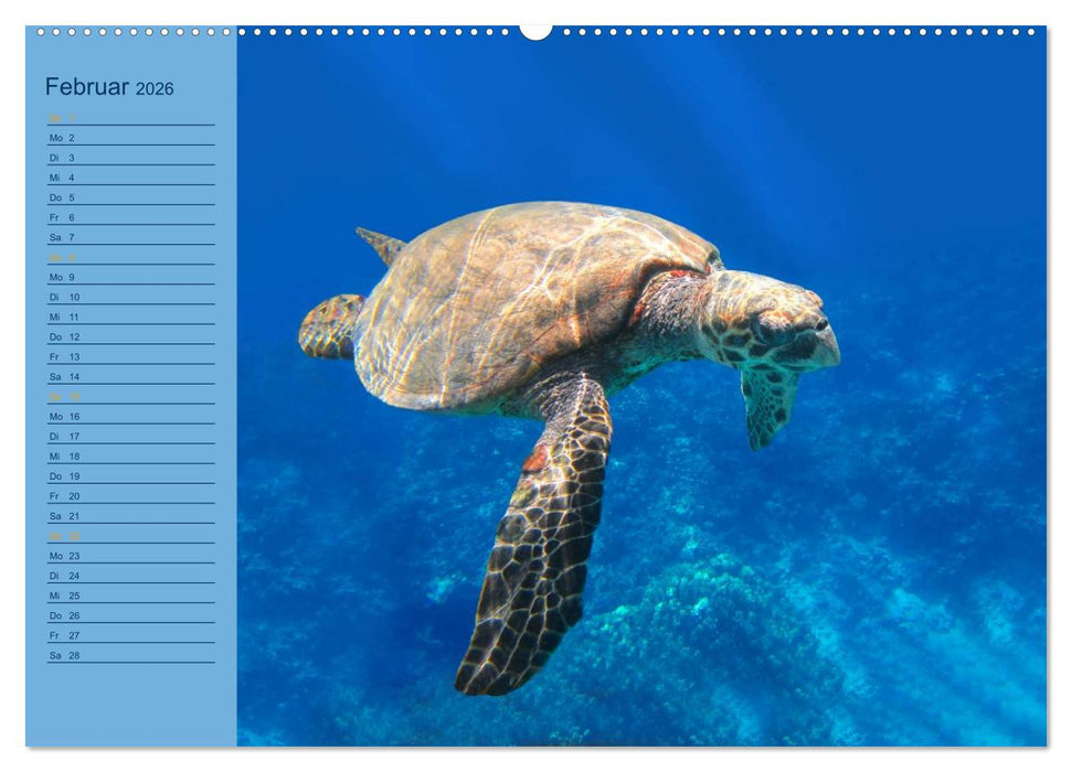 Momente im Blau - Ein Terminplaner für Unterwasser-Freunde (CALVENDO Premium Wandkalender 2026)