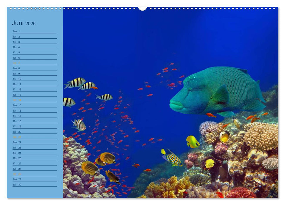 Momente im Blau - Ein Terminplaner für Unterwasser-Freunde (CALVENDO Premium Wandkalender 2026)