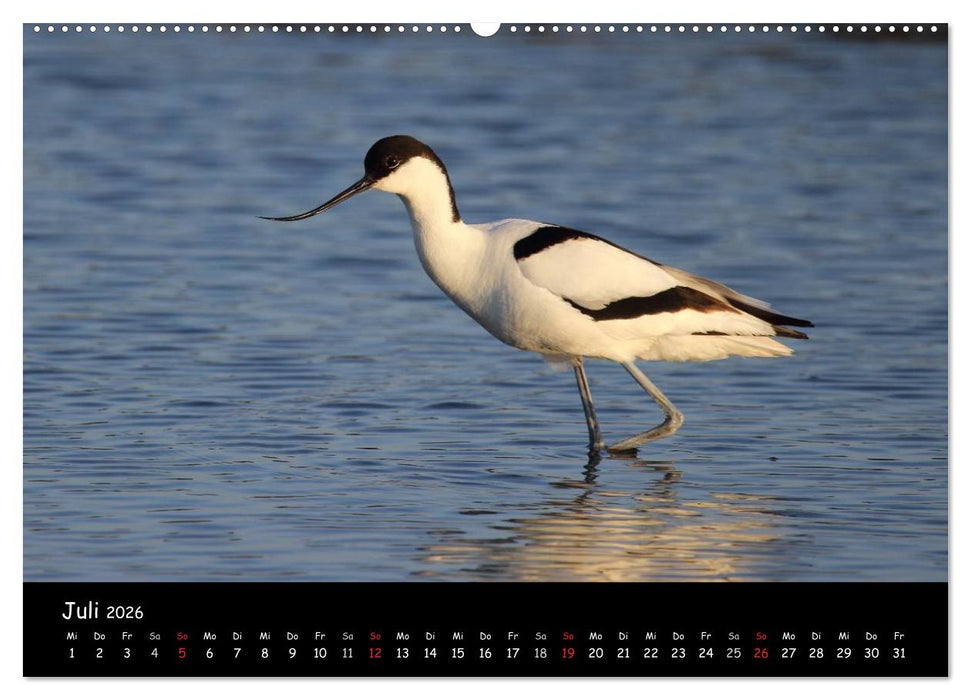 Vögel der Nordseeküste (CALVENDO Premium Wandkalender 2026)