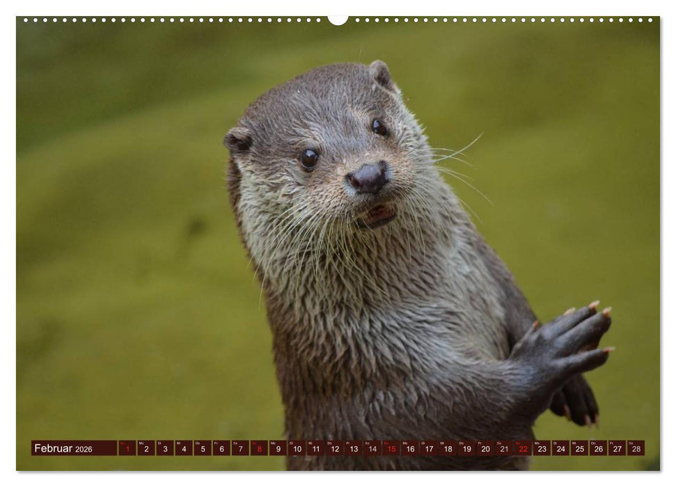 Otter. Frech, laut und clever (CALVENDO Wandkalender 2026)