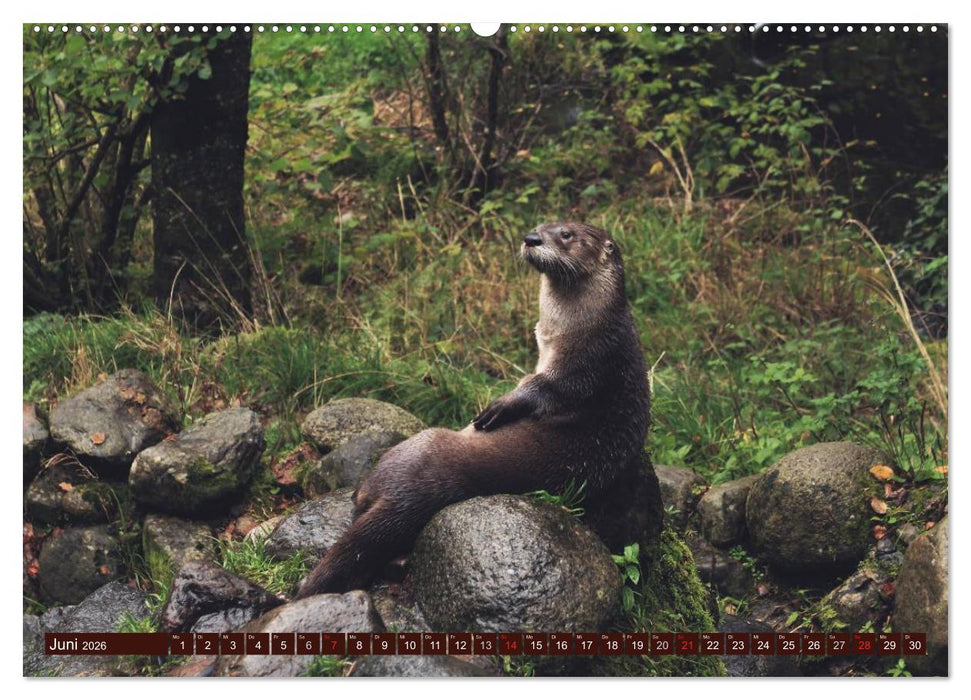 Otter. Frech, laut und clever (CALVENDO Wandkalender 2026)
