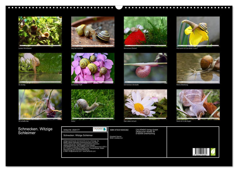 Schnecken. Witzige Schleimer (CALVENDO Wandkalender 2026)