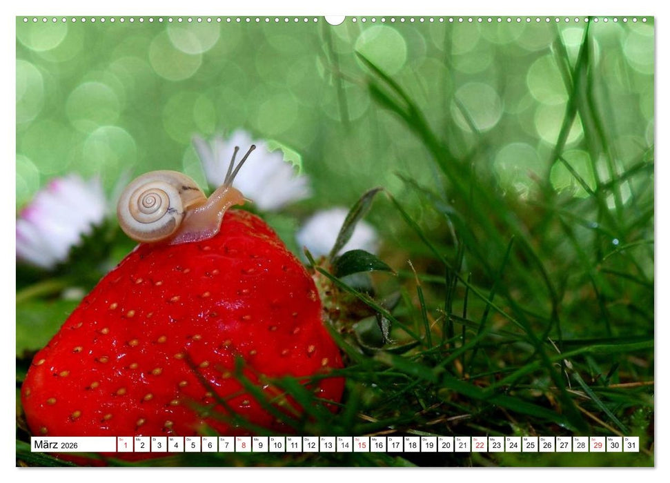 Schnecken. Witzige Schleimer (CALVENDO Wandkalender 2026)