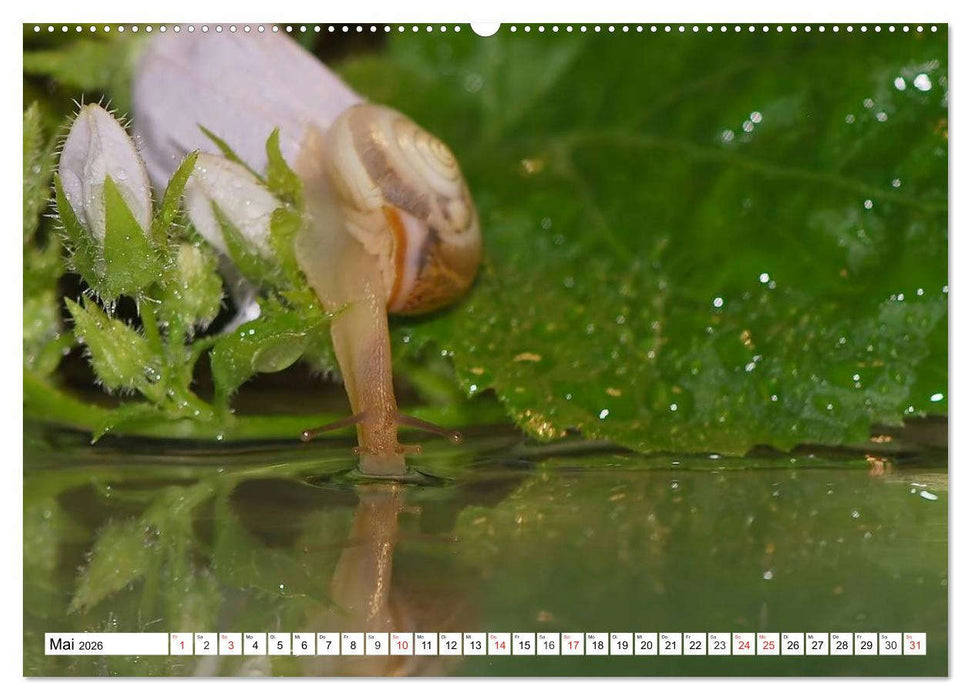 Schnecken. Witzige Schleimer (CALVENDO Wandkalender 2026)