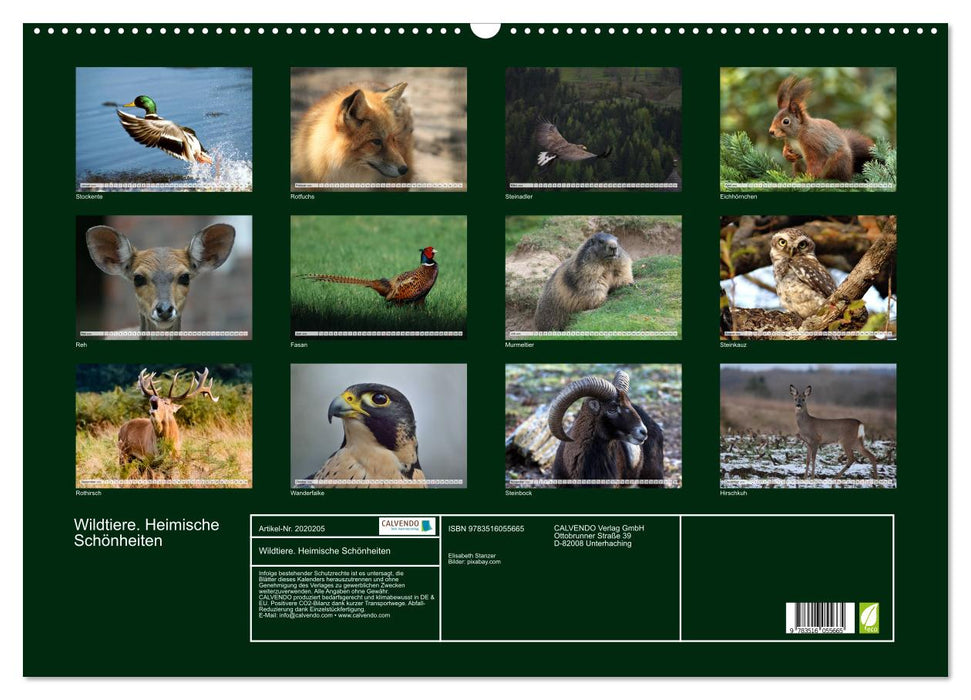 Wildtiere. Heimische Schönheiten (CALVENDO Wandkalender 2026)