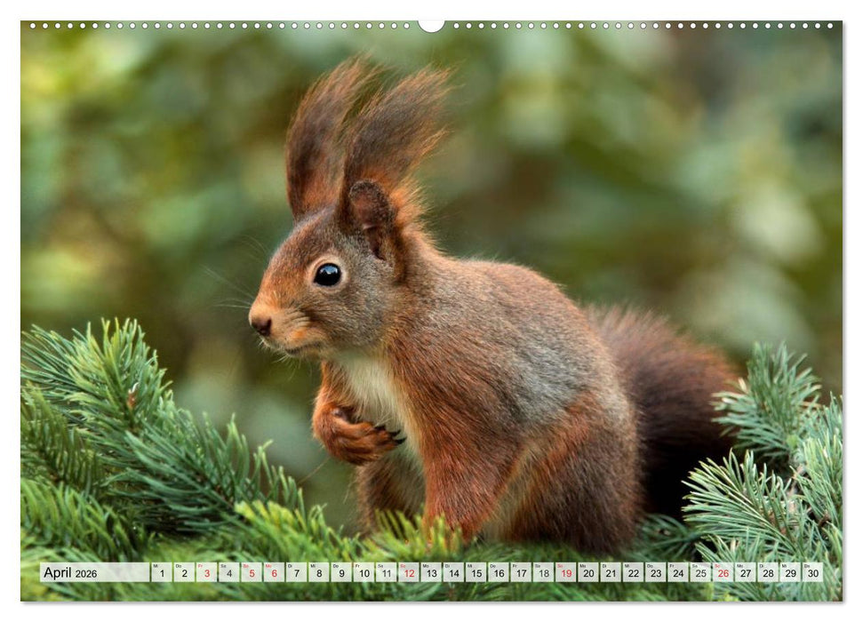 Wildtiere. Heimische Schönheiten (CALVENDO Wandkalender 2026)