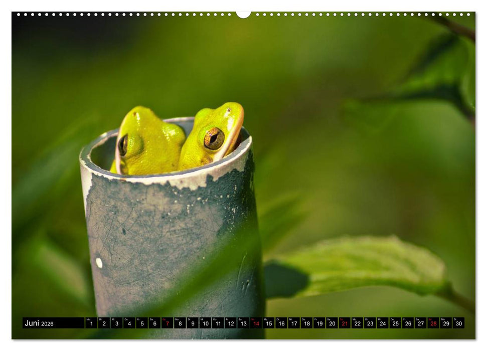 Frösche. Quakend durchs Leben (CALVENDO Wandkalender 2026)