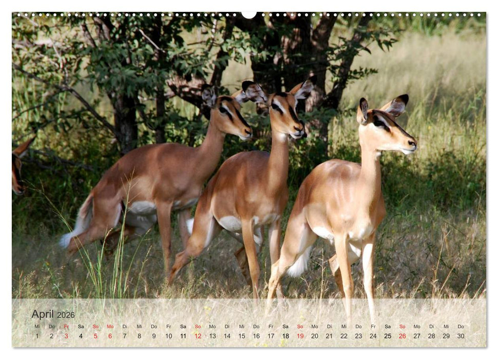 Afrikas schöne Tierwelt (CALVENDO Wandkalender 2026)