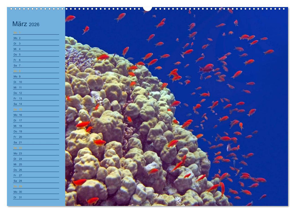 Momente im Blau - Ein Terminplaner für Unterwasser-Freunde (CALVENDO Wandkalender 2026)