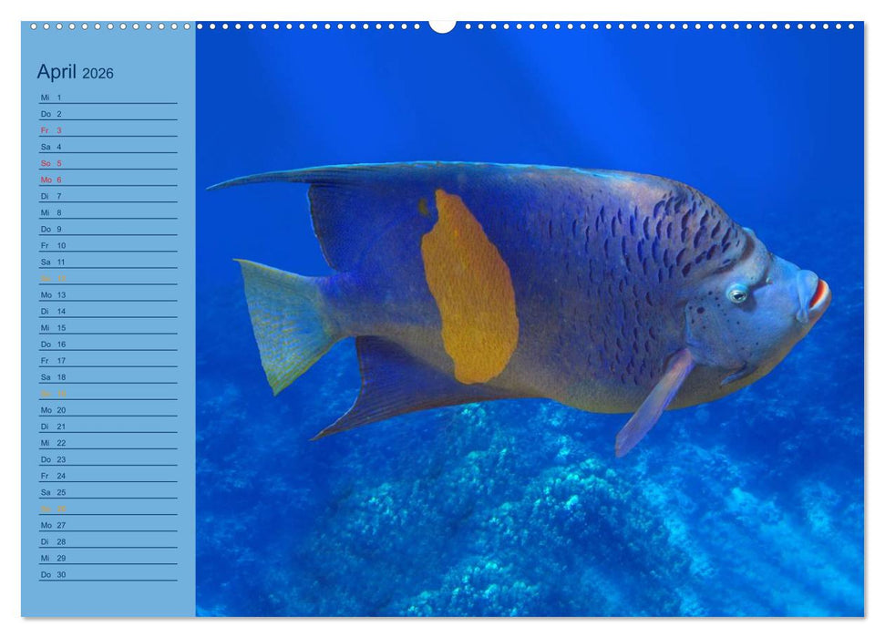 Momente im Blau - Ein Terminplaner für Unterwasser-Freunde (CALVENDO Wandkalender 2026)