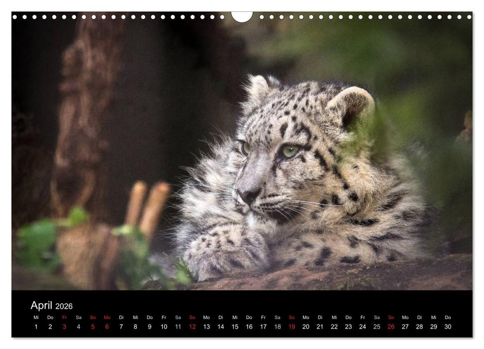 Schneeleoparden (CALVENDO Wandkalender 2026)