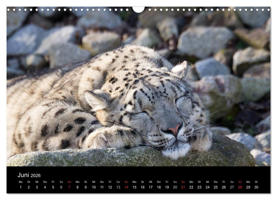 Schneeleoparden (CALVENDO Wandkalender 2026)