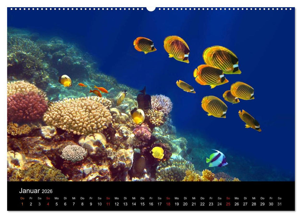 Riffleben - Einfach mal abtauchen (CALVENDO Premium Wandkalender 2026)