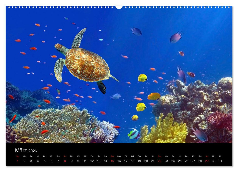 Riffleben - Einfach mal abtauchen (CALVENDO Premium Wandkalender 2026)