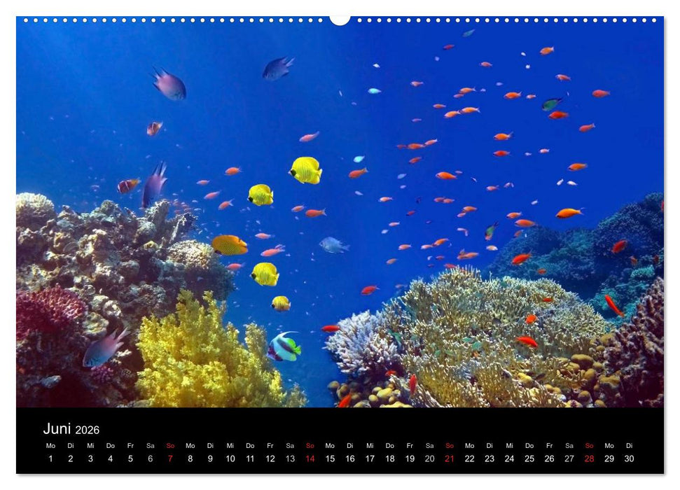 Riffleben - Einfach mal abtauchen (CALVENDO Premium Wandkalender 2026)
