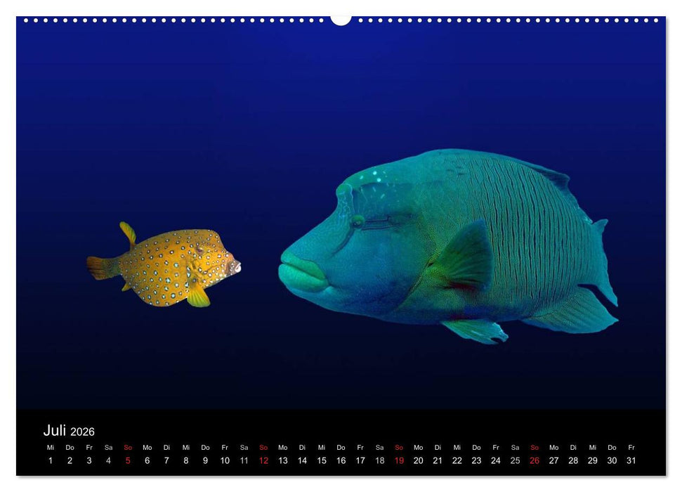 Riffleben - Einfach mal abtauchen (CALVENDO Premium Wandkalender 2026)