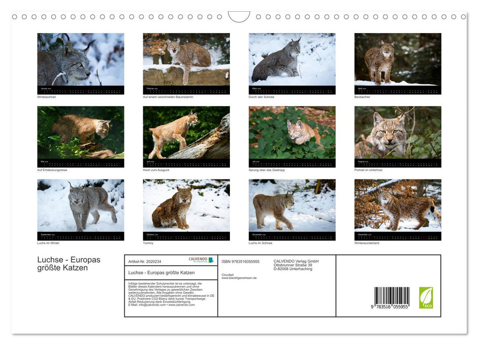Luchse - Europas größte Katzen (CALVENDO Wandkalender 2026)