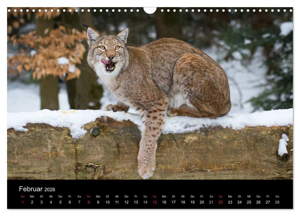 Luchse - Europas größte Katzen (CALVENDO Wandkalender 2026)
