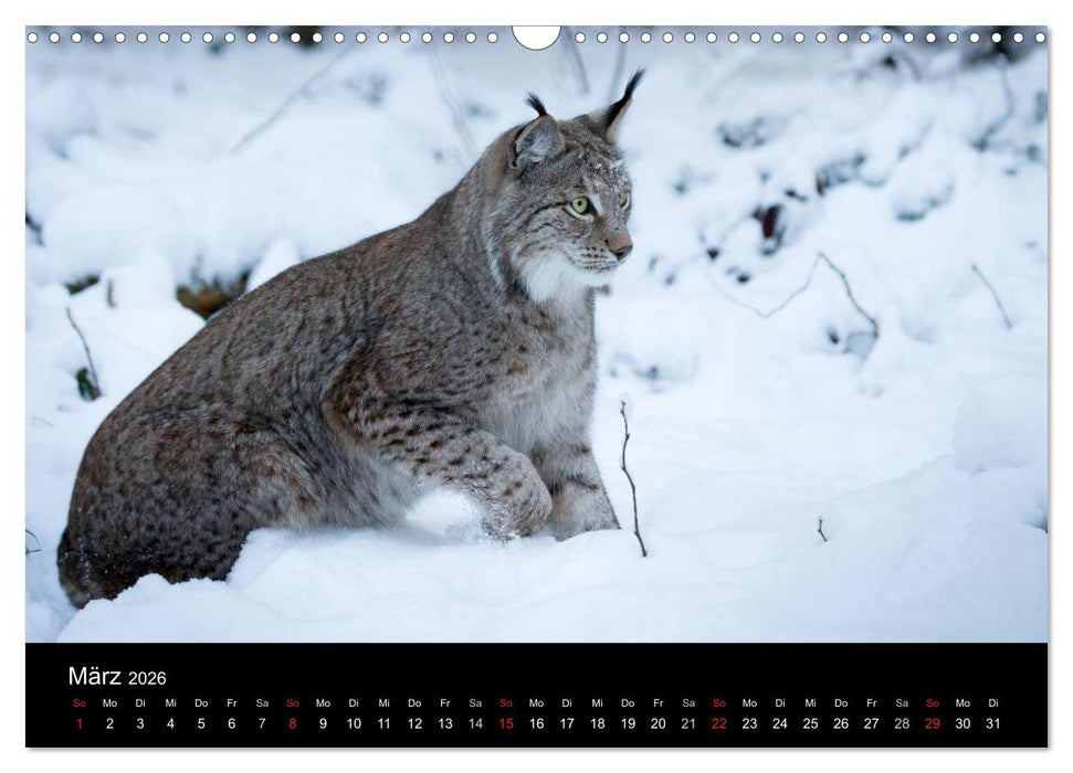 Luchse - Europas größte Katzen (CALVENDO Wandkalender 2026)