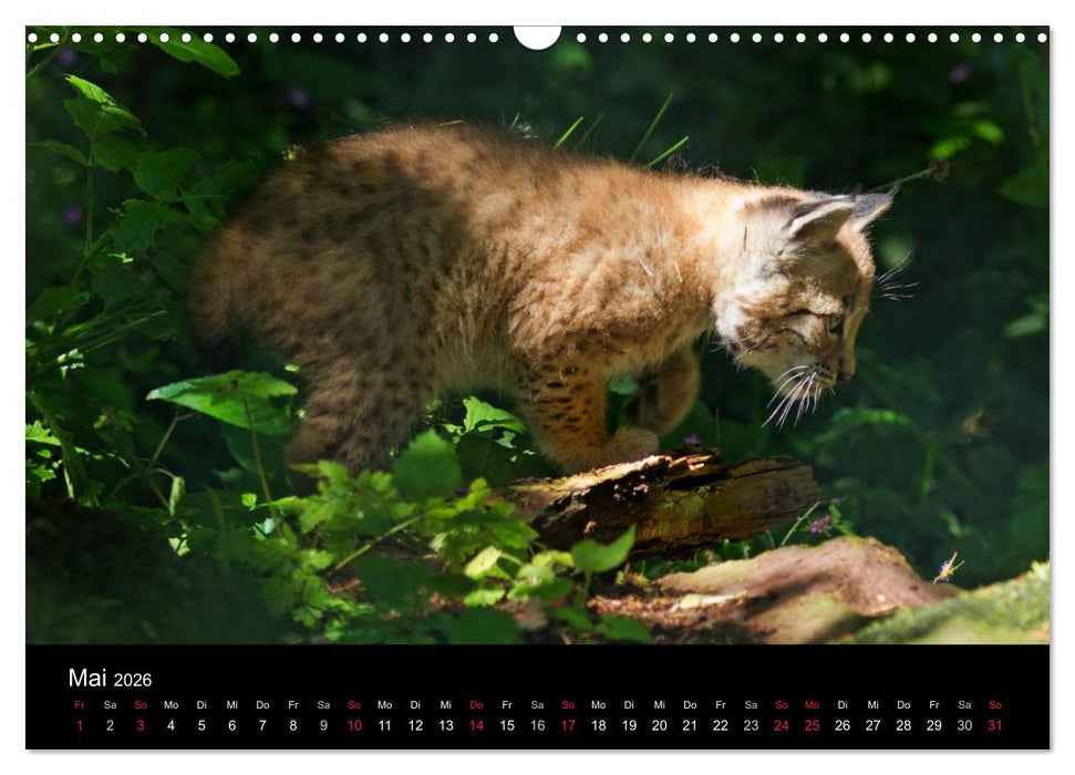 Luchse - Europas größte Katzen (CALVENDO Wandkalender 2026)